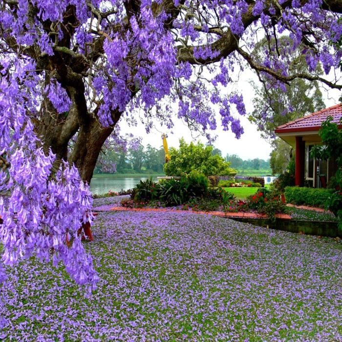 HOT 100 Pcs Jacaranda Mimosifolia Impératrice Royale Arbre Fleur Graines Jardin Plante Décor