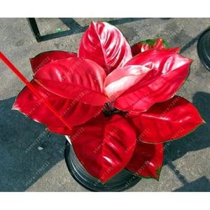 GRAINE - SEMENCE ChinaMarket 50 pcs-sac Aglaonema 'Pink Dud', de belles graines de fleurs de plantes Mosaic [270]