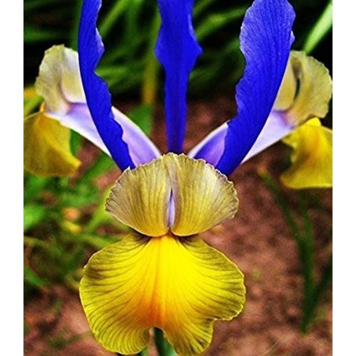 Dutch Mix Iris ampoule vivaces Iris ampoules lot de 20 fleurs 