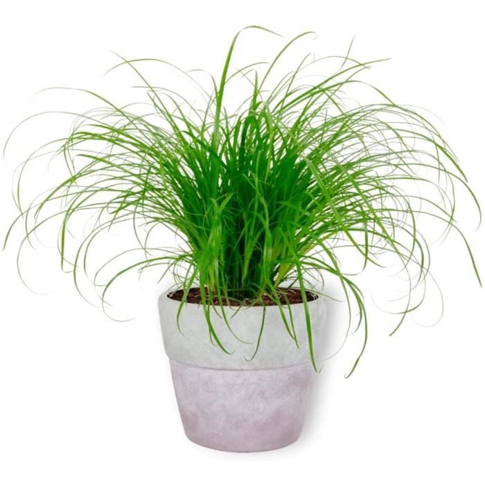 Cyperus Zumula – Herbe à chat – Plante d'intérieur dans un pot en béton  violet – Hauteur +-- 25 cm avec pot – Diamètre : 12 c - Cdiscount Jardin