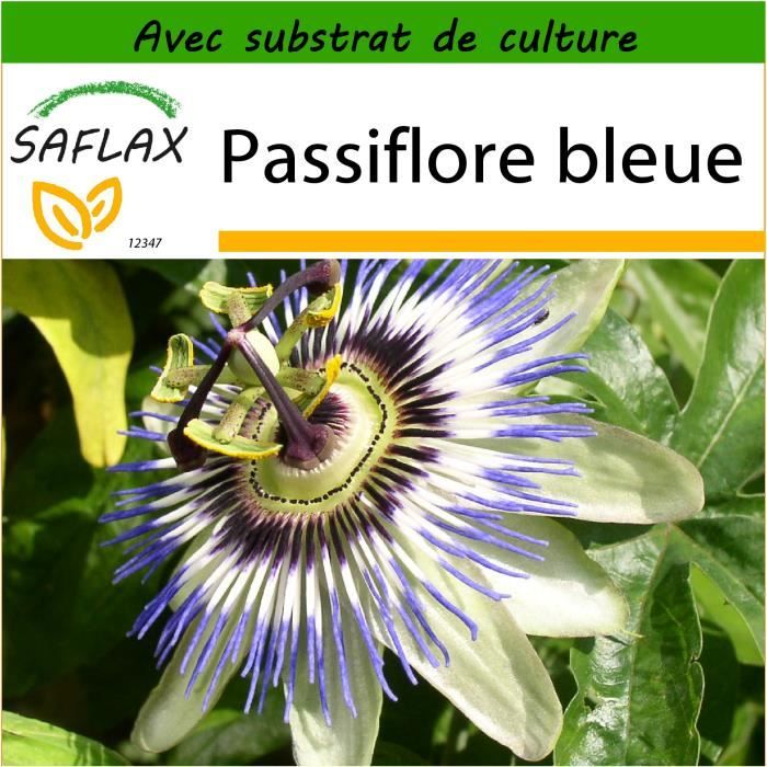 Passiflora caerulea SAFLAX Passiflore bleue 25 graines Avec substrat