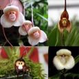 Il y a des graines d’orchidée à visage de singe 20pcs-1
