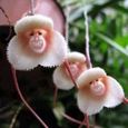 Il y a des graines d’orchidée à visage de singe 20pcs-2