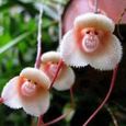 Il y a des graines d’orchidée à visage de singe 20pcs-3