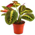 Plante tricolore Fascinator Maranta pour la Maison ou le Bureau (pot 20-30cm inclus)-0