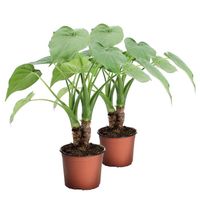 Plantes d'intérieur – 2 × Oreille d'Éléphant – Hauteur: 40 cm XF33