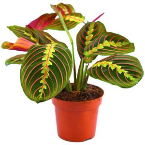 PLANTE POUSSÉE Plante tricolore Fascinator Maranta pour la Maison ou le Bureau (pot 20-30cm inclus)