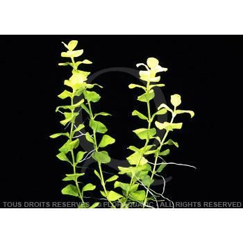 Comparer les prix de Lysimachia Aurea