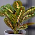 Plante tricolore Fascinator Maranta pour la Maison ou le Bureau (pot 20-30cm inclus)-1