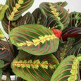 Plante tricolore Fascinator Maranta pour la Maison ou le Bureau (pot 20-30cm inclus)-2