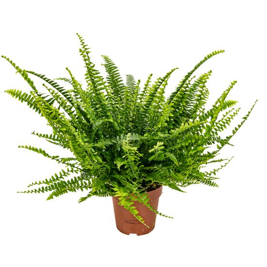 1 X Fougère De Boston En Pot De 25-35 Cm | Plante D'intérieur Parfaite Pour Les Débutants