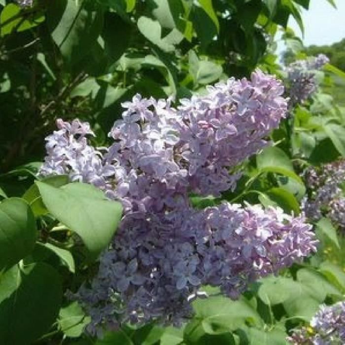 Prakruthi Chithrangal Common Lilac Syringa Vulgaris