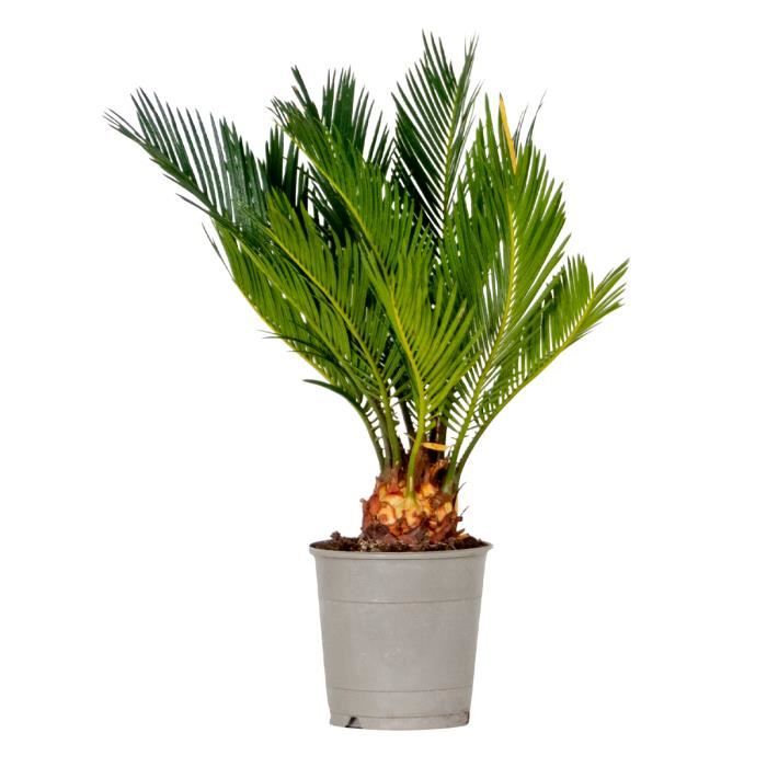 Cycas Revoluta - Palmier de la paix - Palmier -