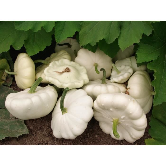 Lot de 25 Graines de Courgette-Courge Patisson Blanc - Variété Ancienne - Saveur délicate et savoureuse - Variété Reproductible