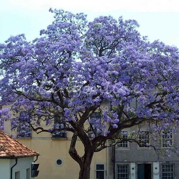 50Pcs Graine de arbre Kiri Paulownia tomentosa deco de la route My02075 Mo20477