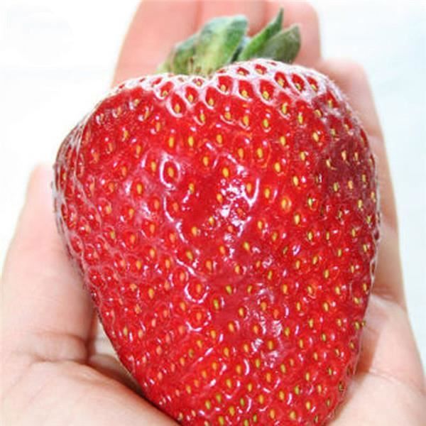 Graines De Fraises Géantes - Lot De 300 - Pour Pot, Balcon, Jardin - Faciles à Cultiver