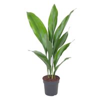 Plante d'intérieur – Aspidistre – Hauteur: 60 cm XD62