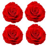 CONFO® Fleur stabilisée 6-7cm 4 cadeau de fleur de tête de  rose, cadeau de Saint Valentin, cadeau de fleur stabilisée de rose rouge