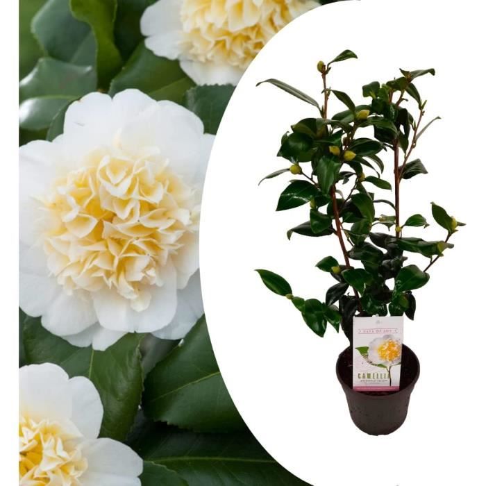2 Camélias 'Dr. King' En Pot - Camellia Japonica - Plante Vivace Fleurie Rose - Hauteur 50-60 Cm - Pot 15 Cm