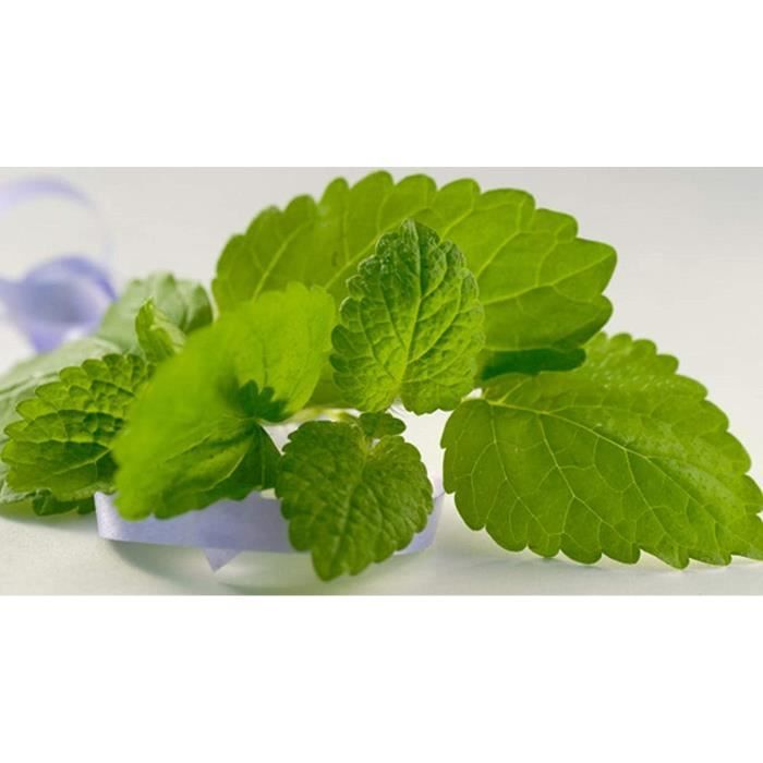 Herbe De Mélisse (Mélisse) En Vrac - 200g - Marque Ziółko - Neuf Sous Sachet