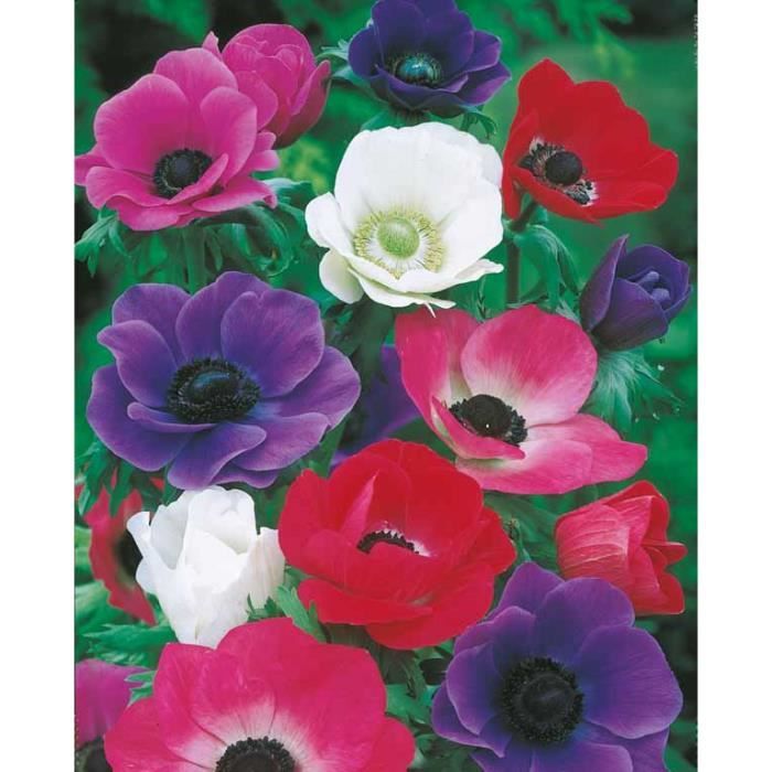 Anémone De Caen En Mélange – Bulbes Vivaces Colorés Pour Massifs, Bordures Et Bouquets Frais
