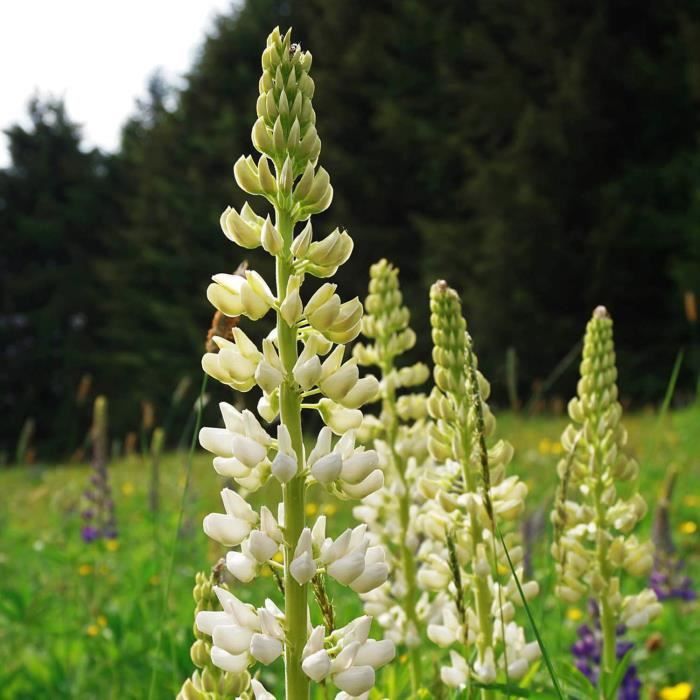 Le Douaire Ile De Vivre Tout Savoir Sur Le Troene Ligustrum