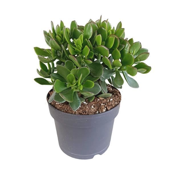 Crassula 'Minova' - Succulente - Plante d'intérieur - Facile d'entretien