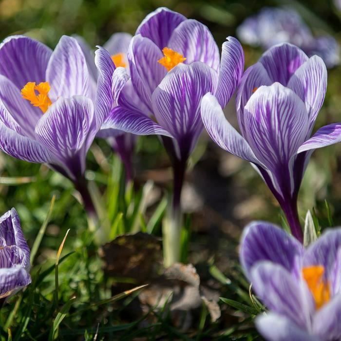 30 Graines Lotus Mini Non-OGM - Mélange Coloré Pour Jardin/Bonsai, Plantes Ornementales
