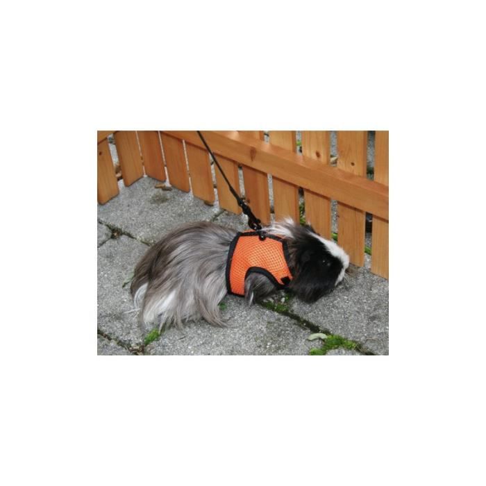 Meilleurs prix pour Harnais pour petits rongeurs Sport