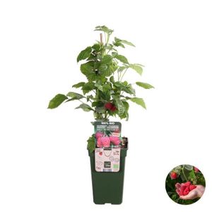 PLANTE POUSSÉE Framboisier - BLOOMIQUE - Rubus idaeus 'Twotimer Sugana Red' - Facile d'entretien - D19 cm - H45-55 cm