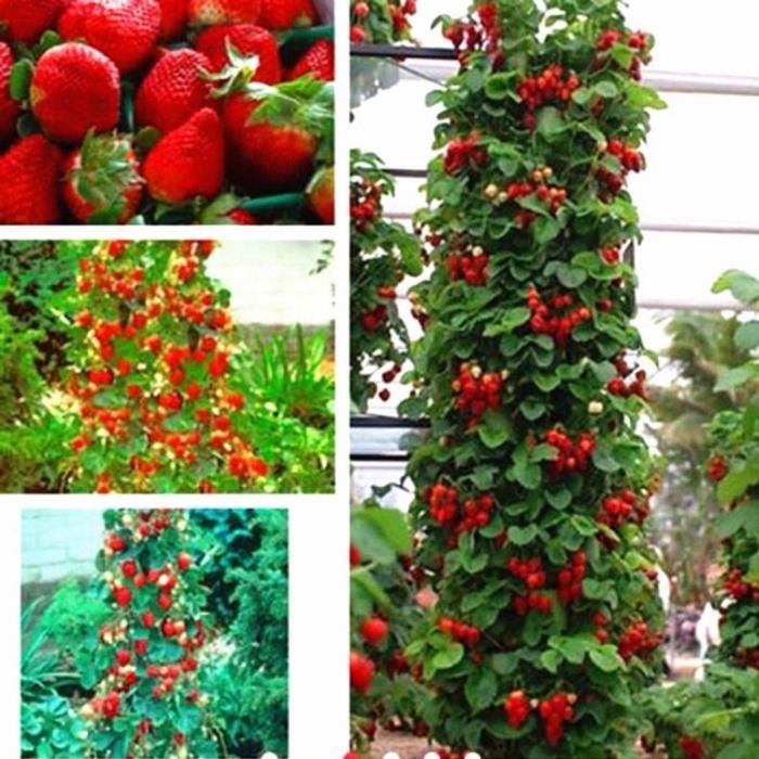 50 Pcs Graines De Fraise Rouge Maison Jardin Fruit En Pot Decoration Plantes Grimpantes Achat Vente Graine Semence 50 Pcs Graines De Fraise Cdiscount