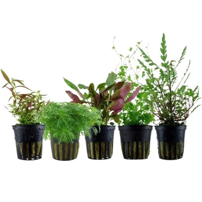 Comparer les prix de Plantes d'aquarium - AQUA ONE - Set de pots No.115 - 5 plantes aquatiques enracinées - Idéal pour aquascape