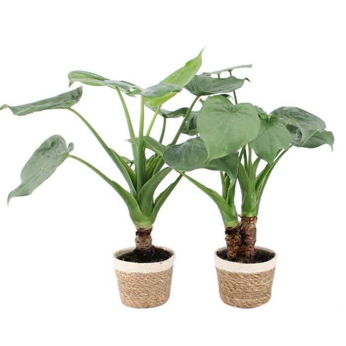 Plantes d'intérieur – 2 × Oreille d'Éléphant en pot de fleur décoratif comme un ensemble – Hauteur: 60 cm X30D