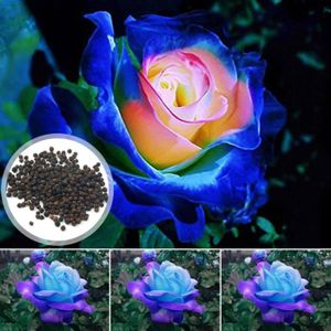 GRAINE - SEMENCE 50 pcs Graines de rose bleue cœur rose, mini fleurs ornementales naturelles vibrantes adaptées au jardin