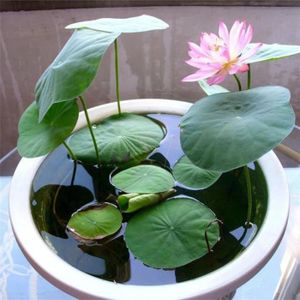 GRAINE - SEMENCE 10 pièces bonsaï Lotus nénuphar étang graines de p
