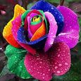 100 pièces Sac Graines De Fleurs Rose Multicolore Belles graines de rose arc-en-ciel maison jardin balcon décoration fleurs[70]-0