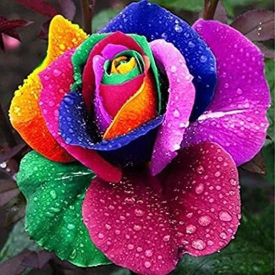 100 pièces Sac Graines De Fleurs Rose Multicolore Belles graines de rose arc-en-ciel maison jardin balcon décoration fleurs[70]