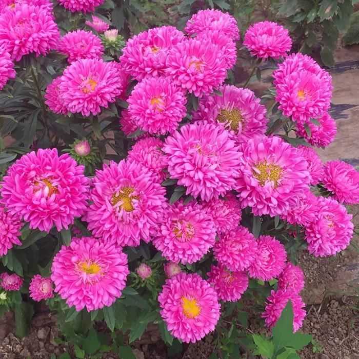 Graines de fleurs d'aster rose, fleurs douces rosées, faciles à