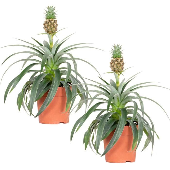 Plant In A Box - Ananas 'Mi Amigo' Lot De 2 - Plante Tropicale Anti-Ronflements, Hauteur 35-45 Cm Pot 12 Cm