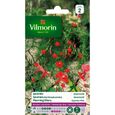 VILMORIN Ipomée Quamoclit à petites fleurs écarlates-0