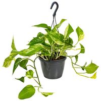 Scindapsus Marble Queen – Dragon Ivy – Plante Suspendue – D17 cm - H35-45 cm