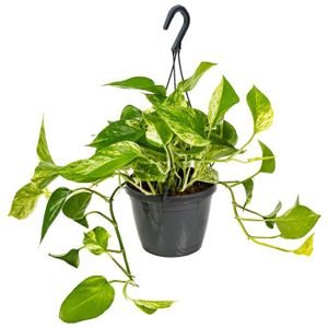 PLANTE POUSSÉE Scindapsus Marble Queen – Dragon Ivy – Plante Suspendue – D17 cm - H35-45 cm