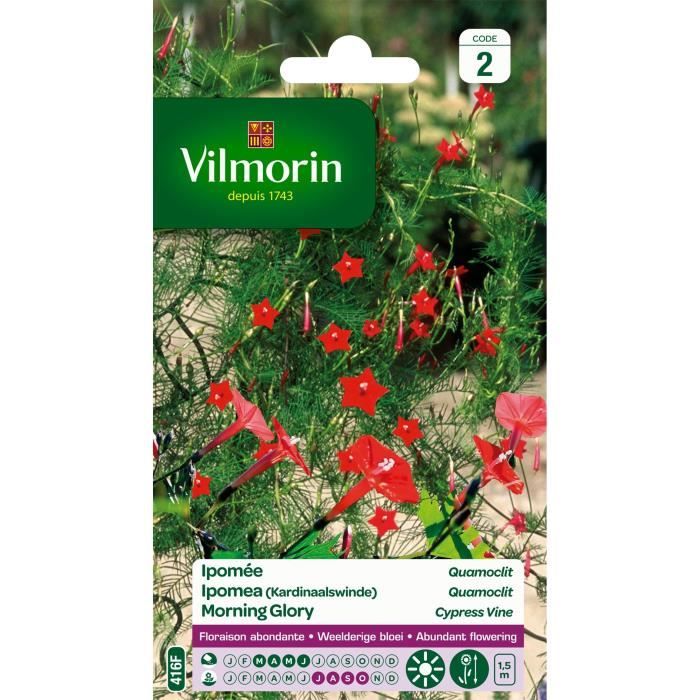 VILMORIN Ipomée Quamoclit à petites fleurs écarlates