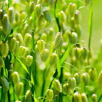 100 Graines de Grande Brize - herbe graminée plante jardin ancien méthode BIO