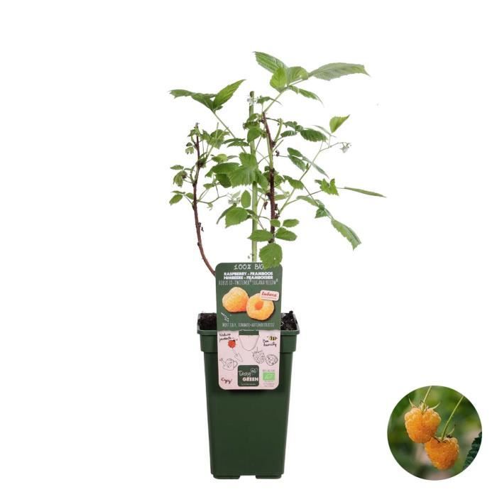 Framboisier - BLOOMIQUE - Rubus idaeus 'Twotimer Sugana Yellow' - Facile d'entretien - D19 cm - H45-55 cm