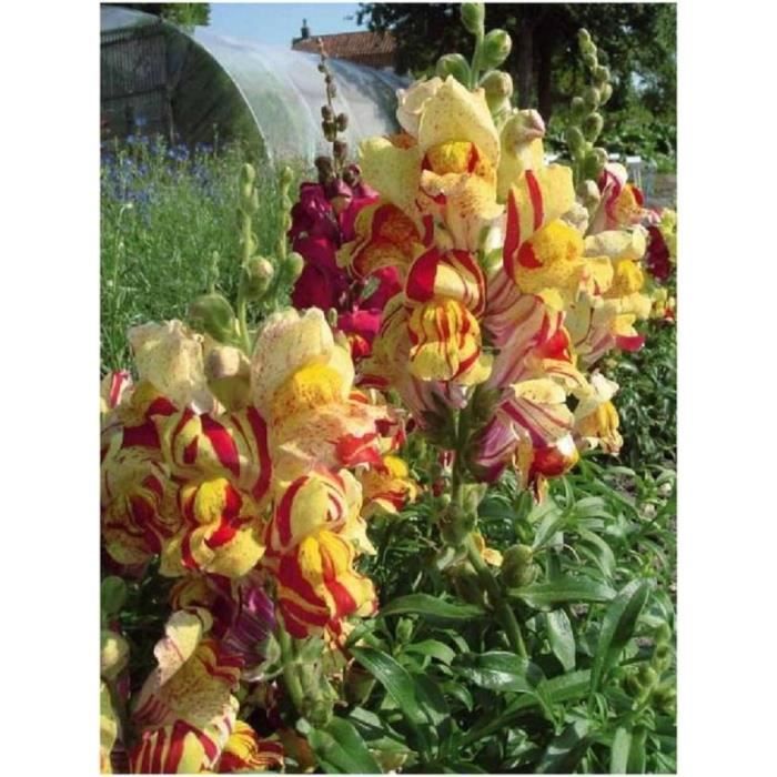 GUWINA 300 Pièces Fil Chenille Rose Pastel Pour Loisirs Créatifs, 30cm