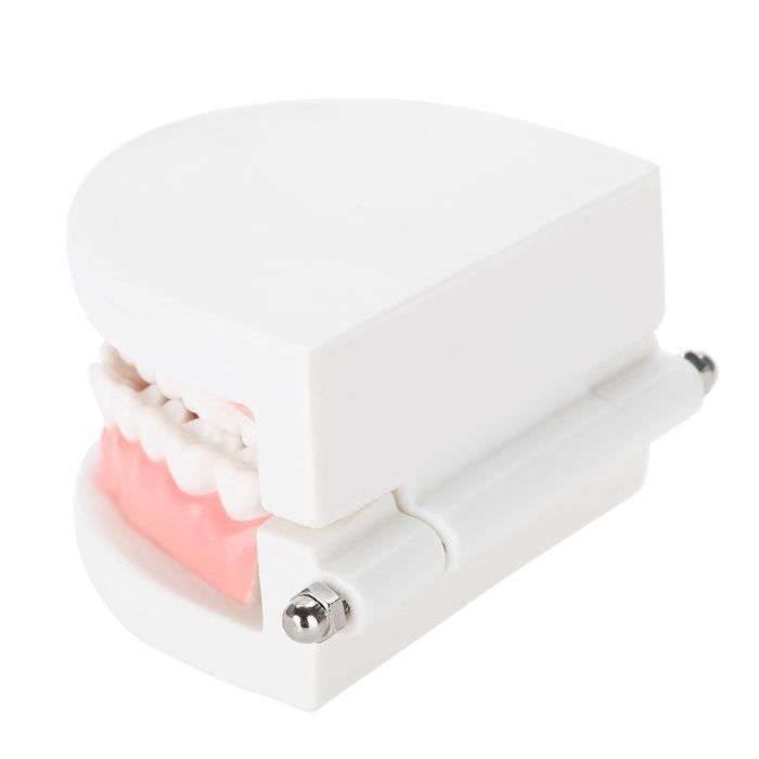 Modèle de dentier Modèle de prothèse dentaire 28 pièces modèle de dents ...