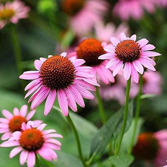 Coneflower Echinacea purpurea Graines 30+ Fleurs Violettes Graines De