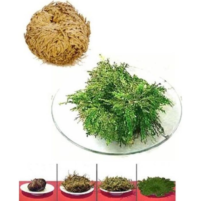 Rose De Jericho Cdiscount