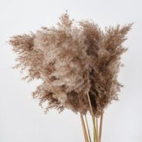 10pcs brun - Artificielle Herbe de La Pampa Plume Décoration Fleurs Moelleux Reed Plante Mariage Fleur Pour L